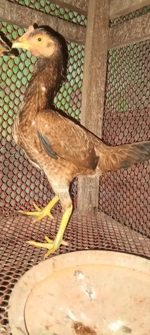 Bantam Chicken
