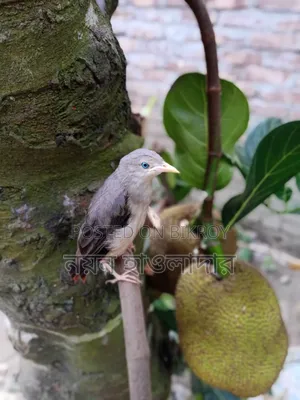 দিঘলিয়ায় ৩ বেডরুমের বাড়ি বিক্রয়