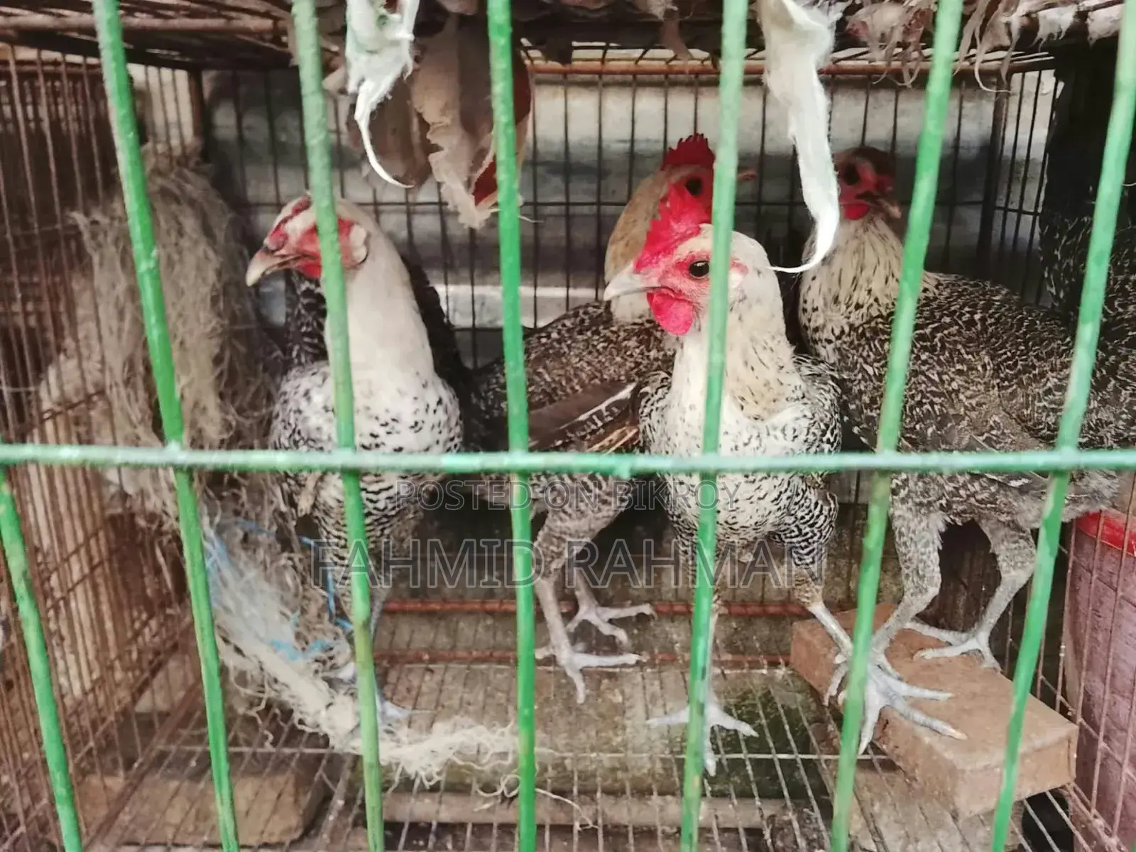 FAUMI Chicken