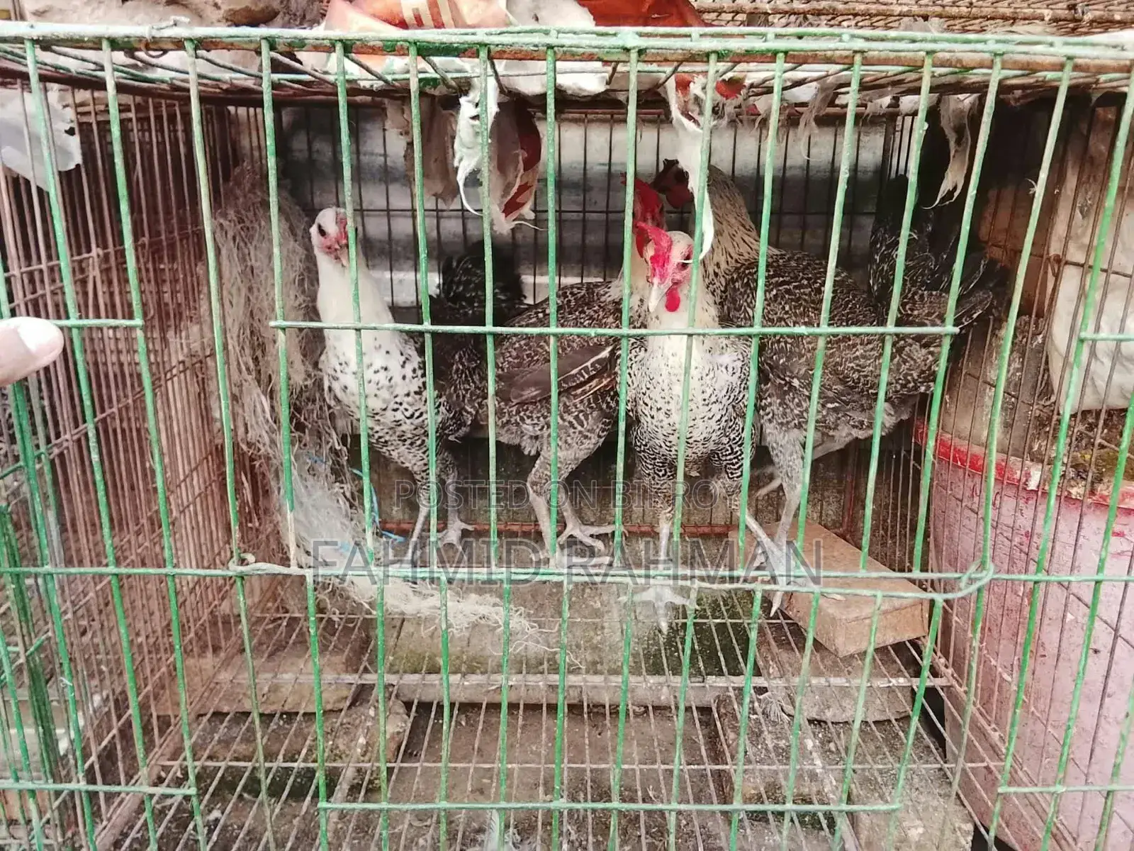 FAUMI Chicken