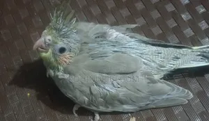 Cockatiel Gray