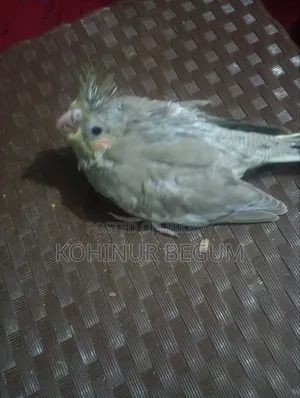 Cockatiel Gray