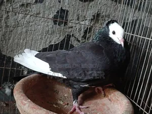 Raj Gollah Running Pair for Sale