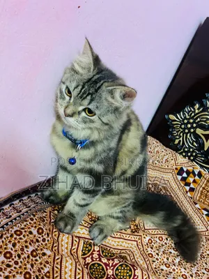 3-6 months Female Mixed Breed Bengal