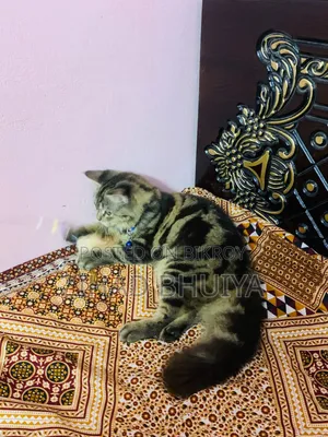 3-6 months Female Mixed Breed Bengal