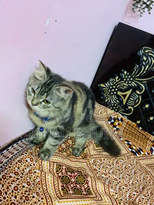 3-6 months Female Mixed Breed Bengal