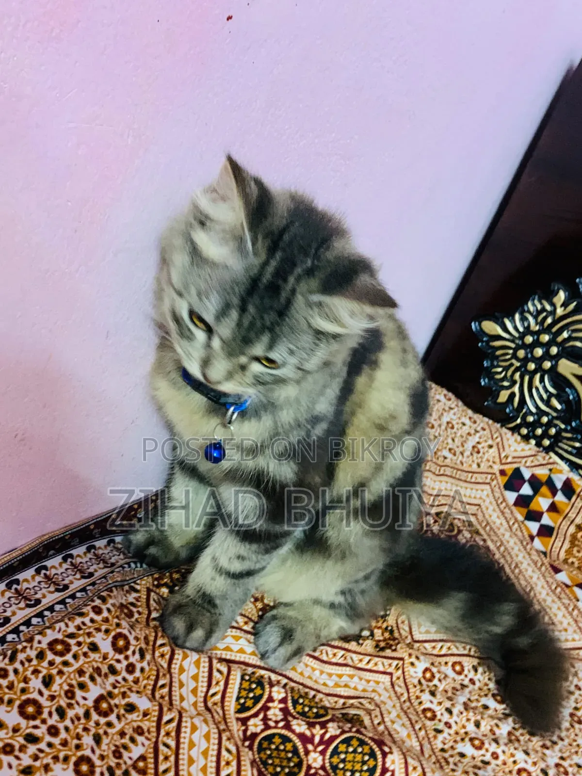 3-6 months Female Mixed Breed Bengal