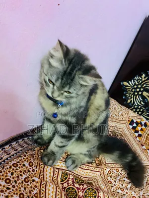 3-6 months Female Mixed Breed Bengal