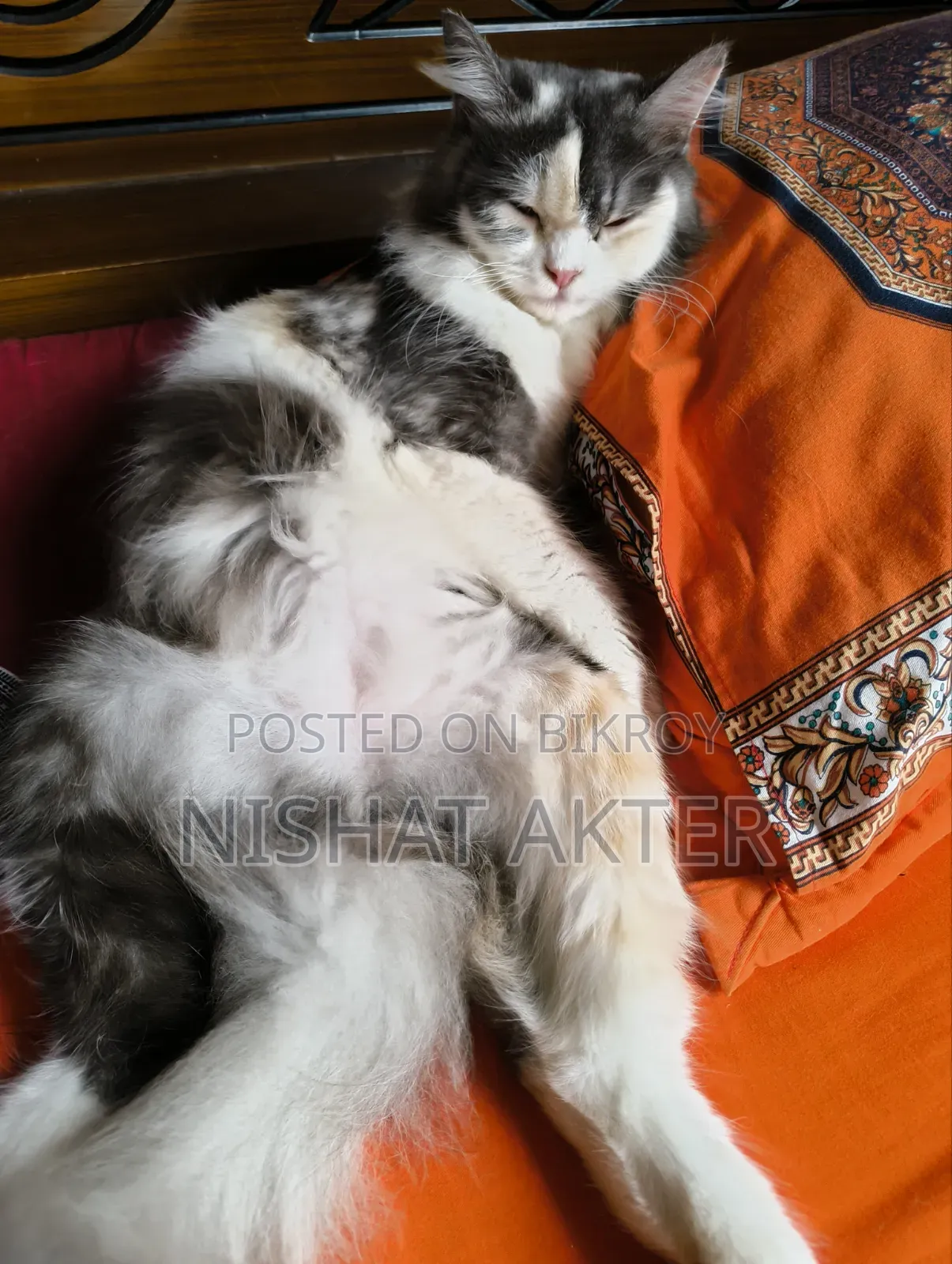 1+ year Female Purebred Persian