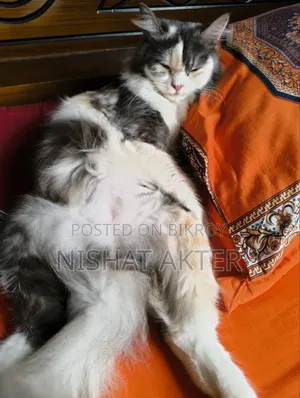 1+ year Female Purebred Persian
