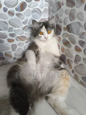 1+ year Female Purebred Persian