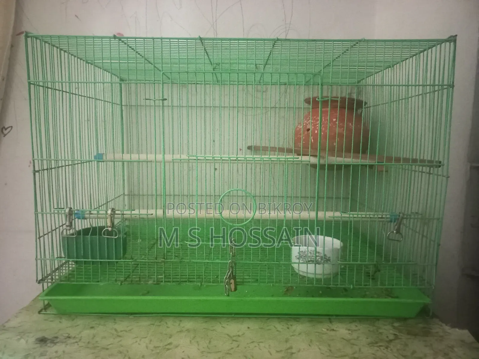 A Pair of Lovebirds