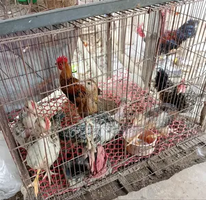 Local chicken chicks