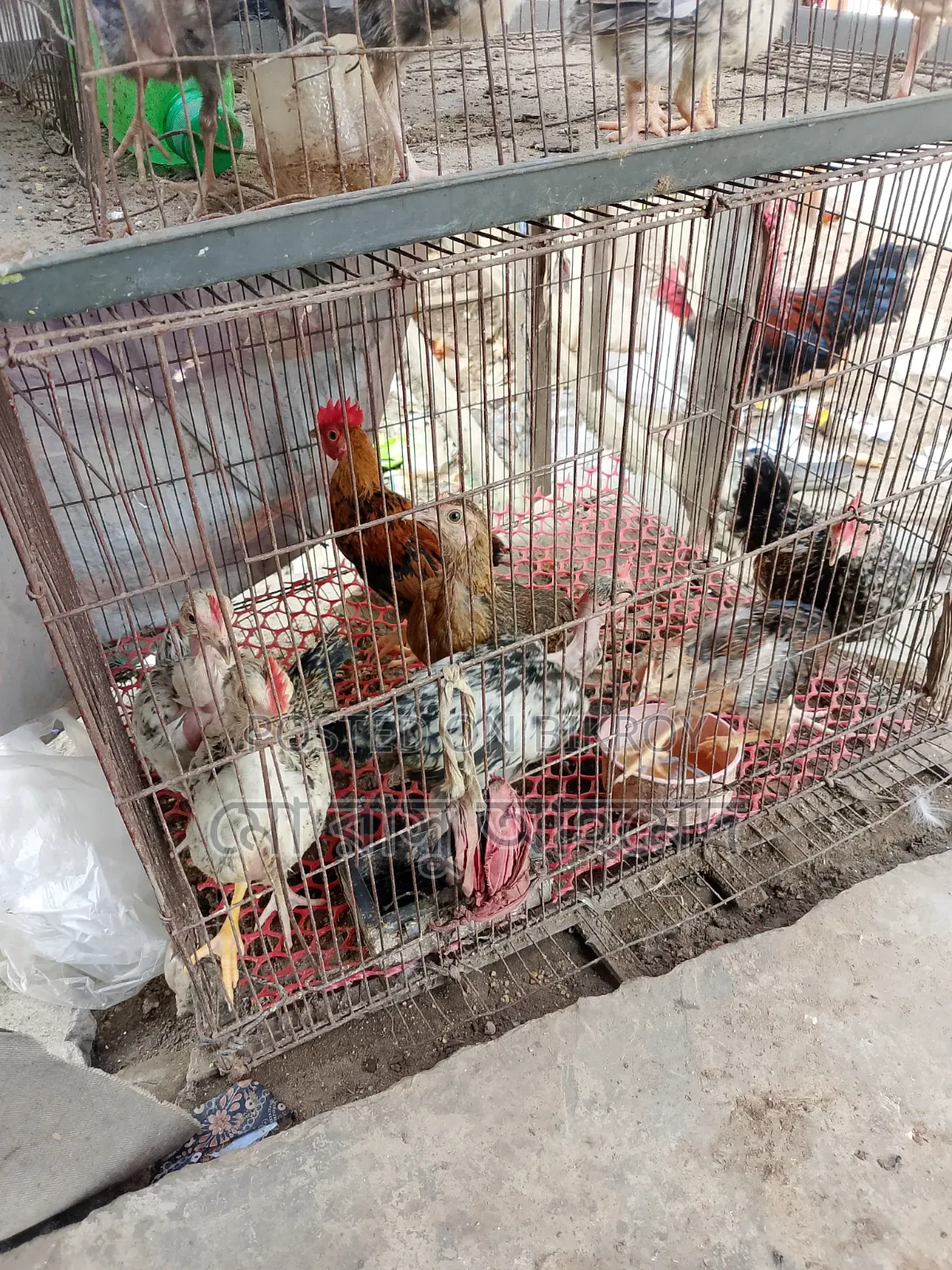 Local chicken chicks