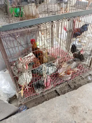 Local chicken chicks