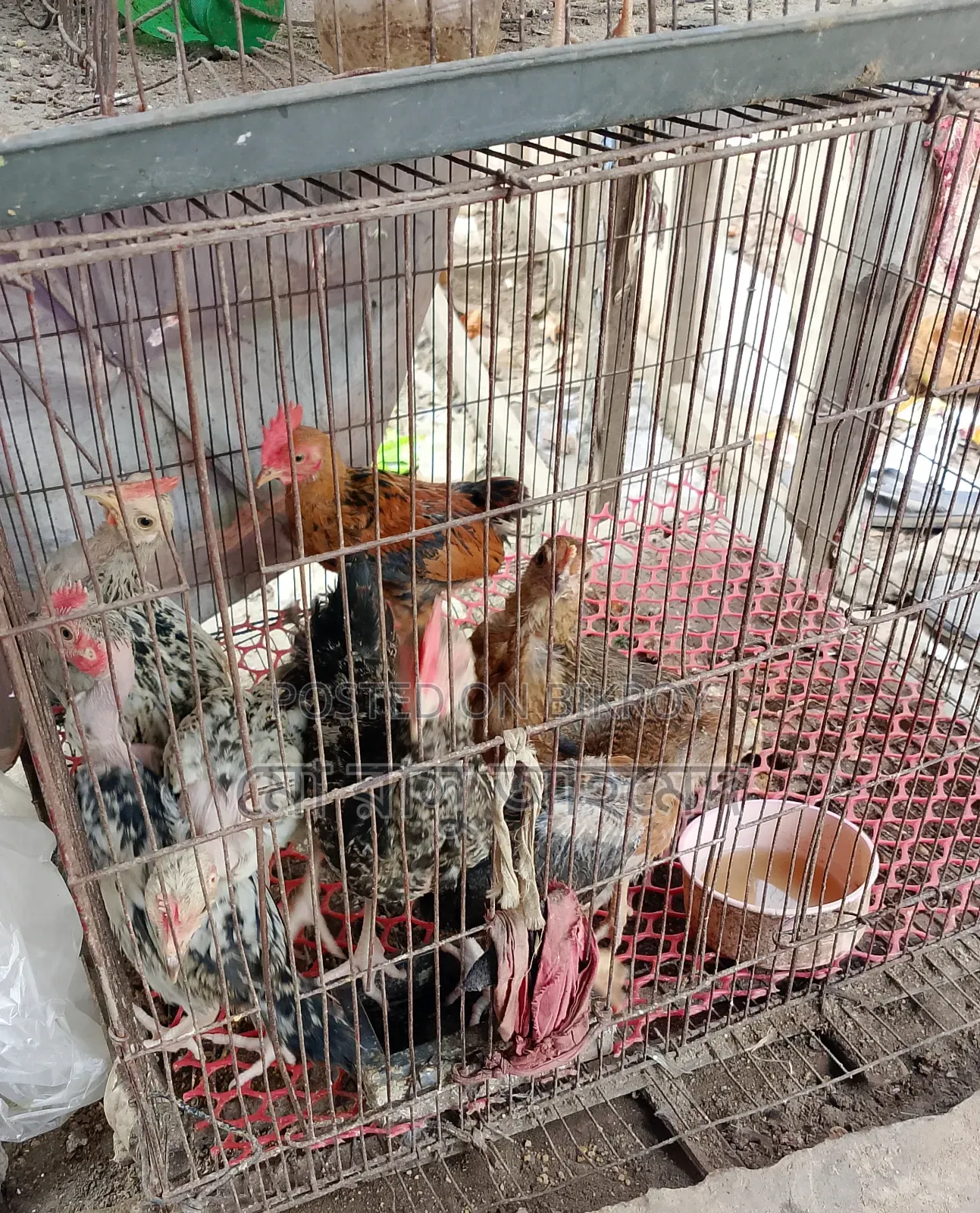 Local chicken chicks