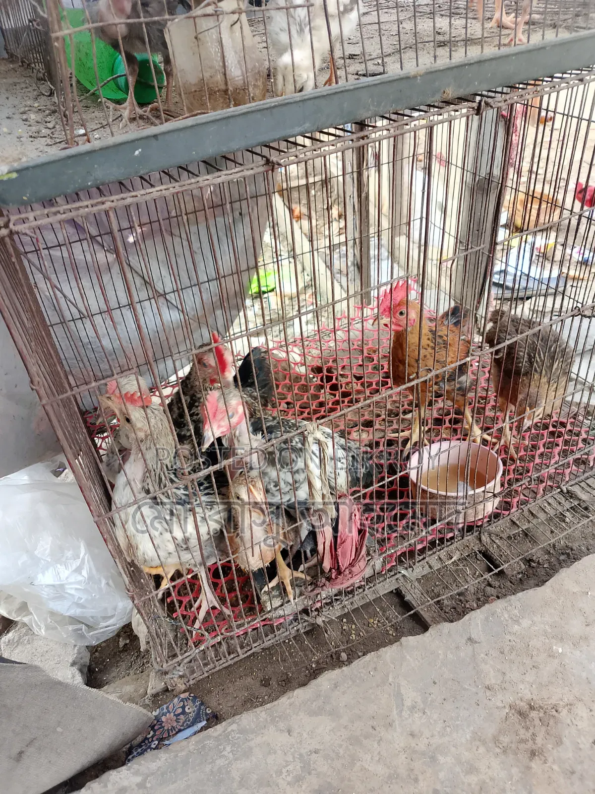 Local chicken chicks