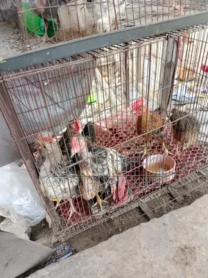 Local chicken chicks