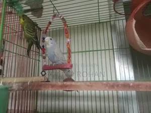 Two Pairs of Budgies Adult