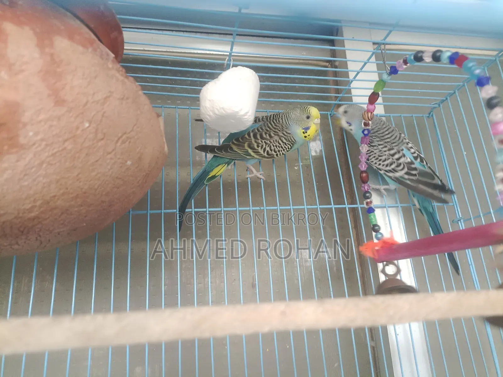 Two Pairs of Budgies Adult