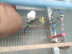 Two Pairs of Budgies Adult