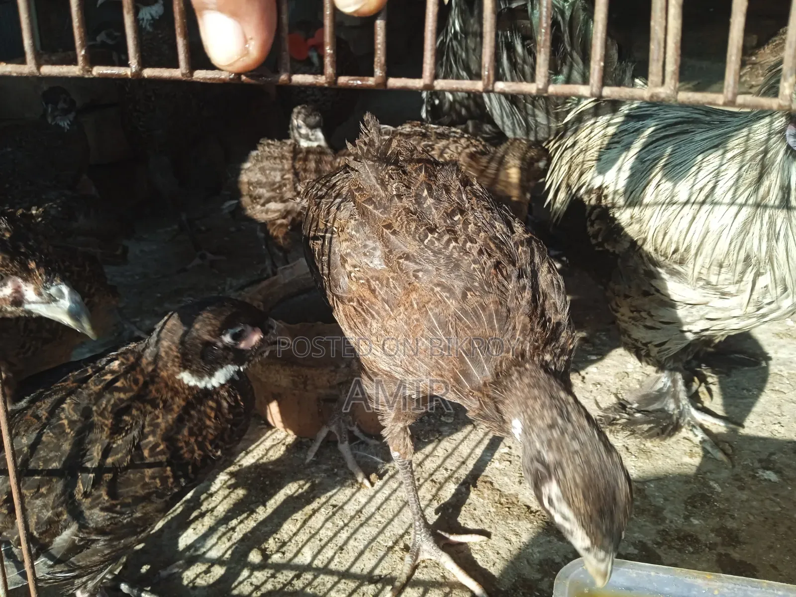 Fizen Bird