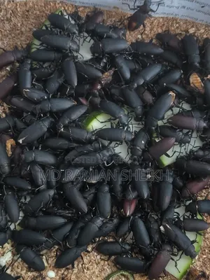 বিক্রয় করা হবে