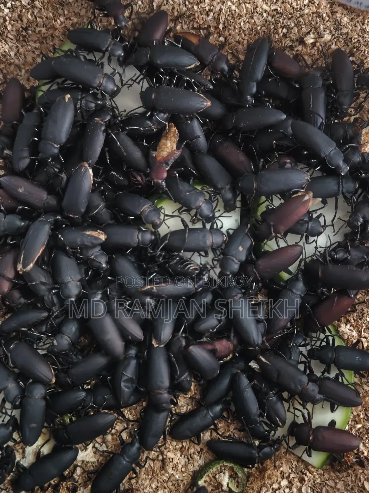 বিক্রয় করা হবে