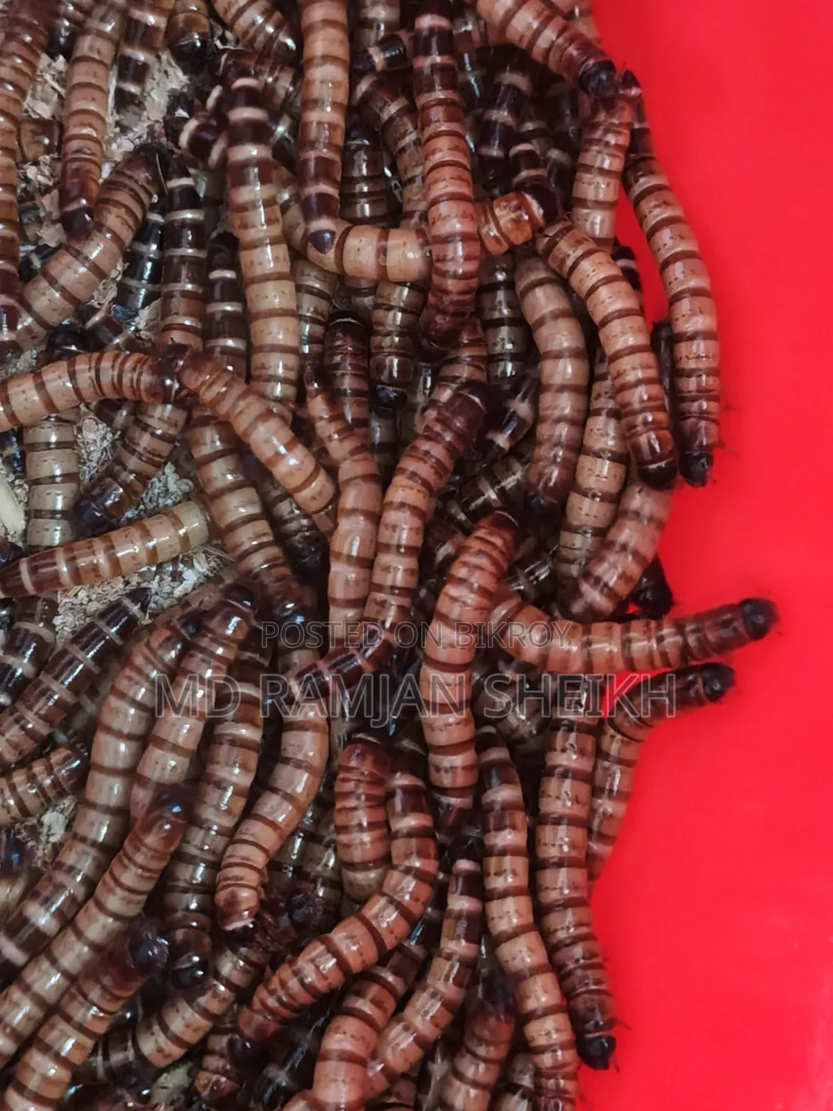 বিক্রয় করা হবে