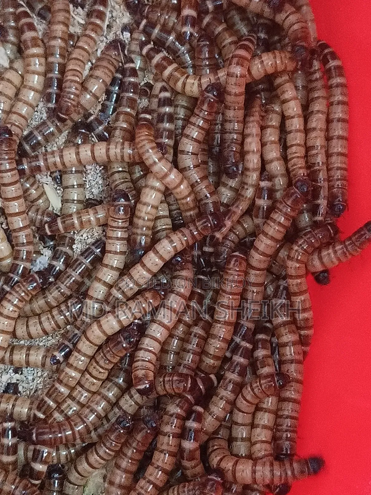 বিক্রয় করা হবে