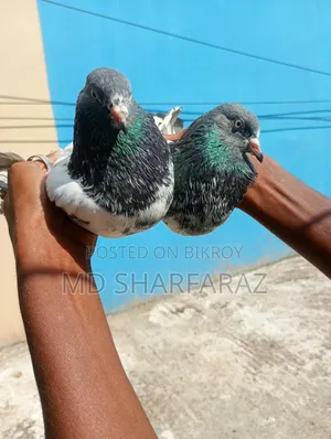 Some good quality Pakistani pigeons