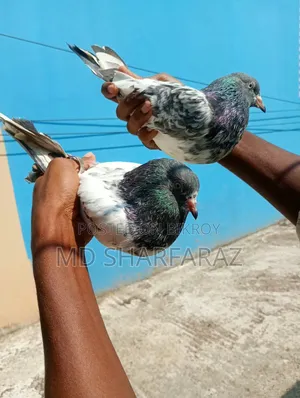 Some good quality Pakistani pigeons