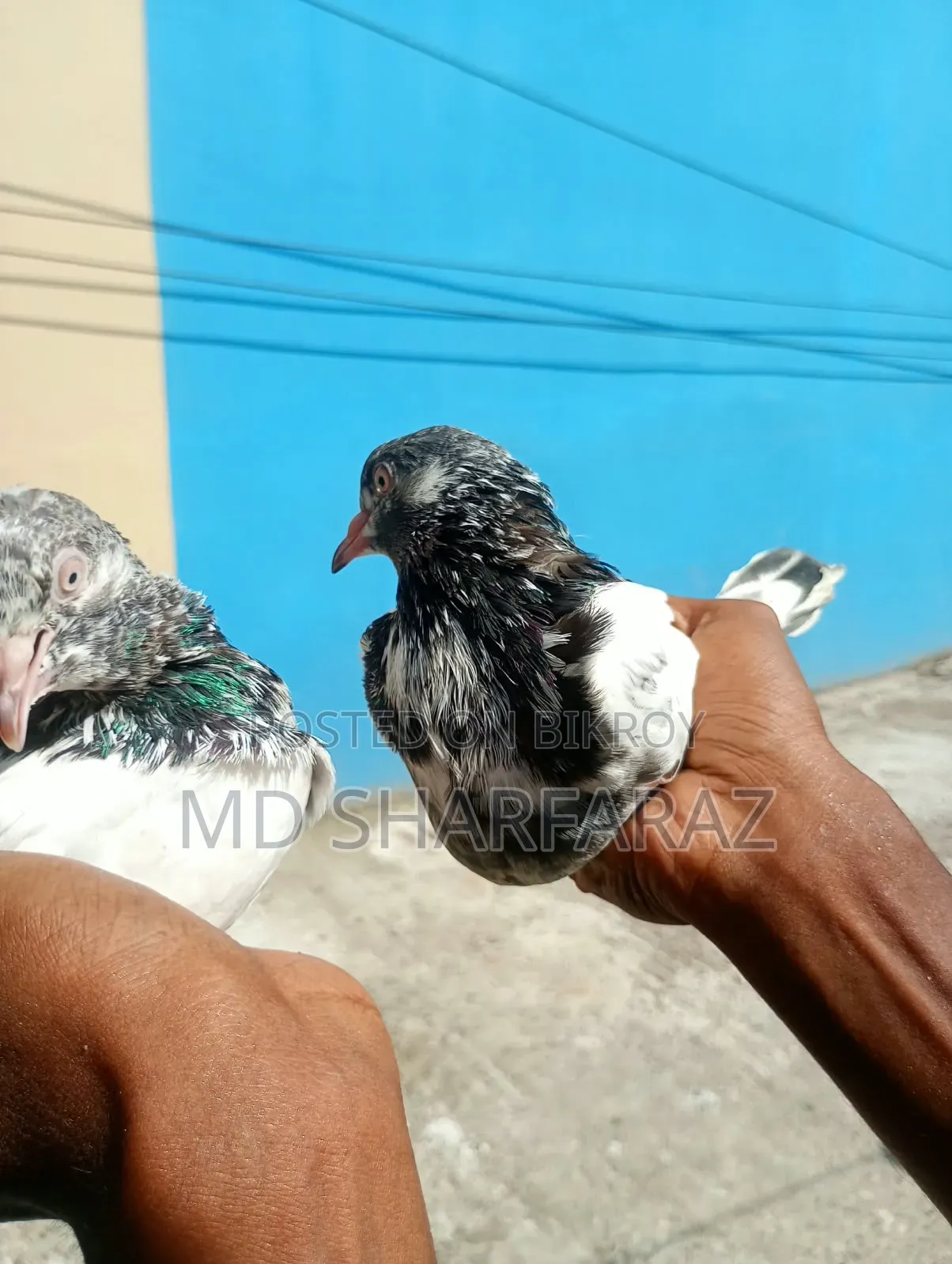 Some good quality Pakistani pigeons