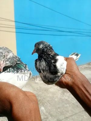 Some good quality Pakistani pigeons