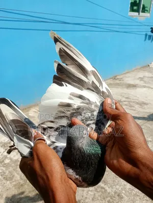 Some good quality Pakistani pigeons