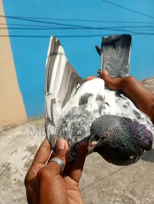 Some good quality Pakistani pigeons