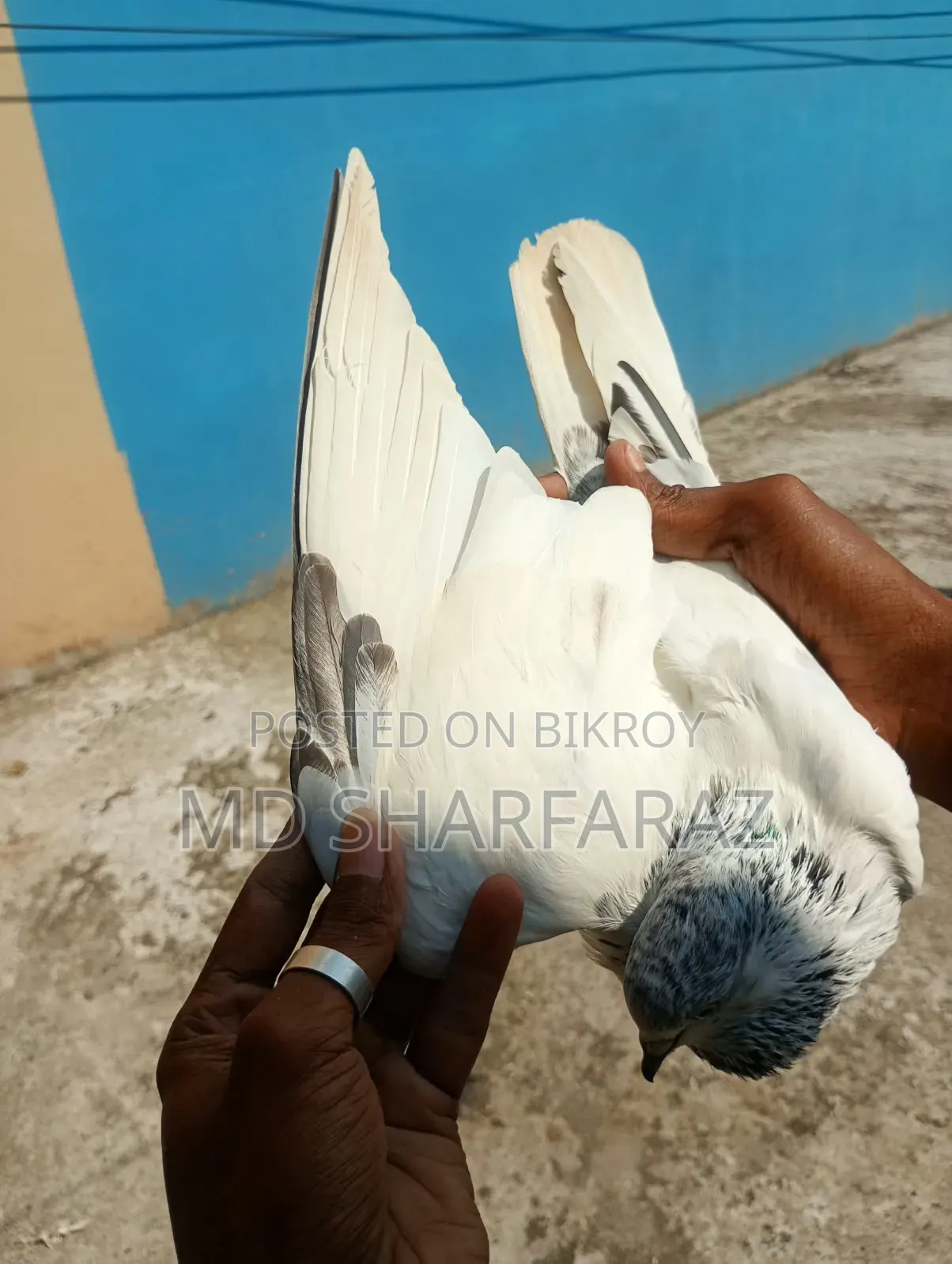 Some good quality Pakistani pigeons