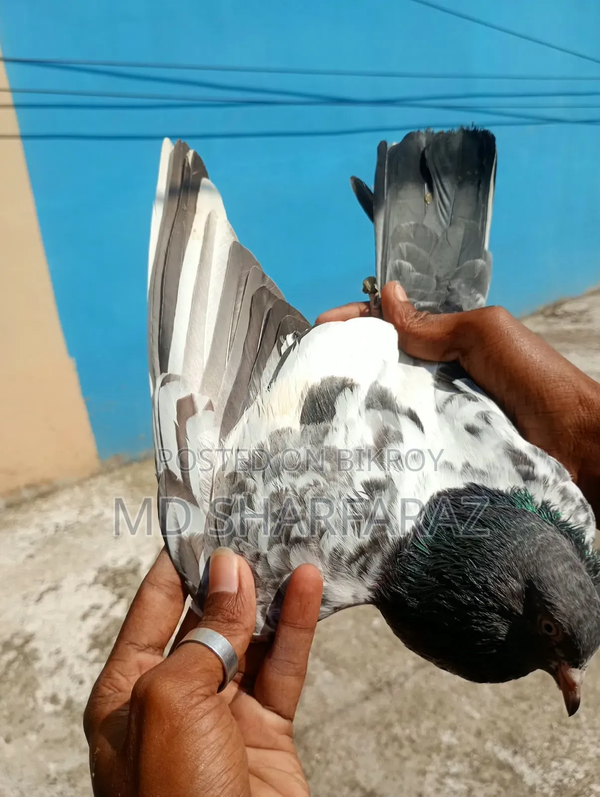 Some good quality Pakistani pigeons
