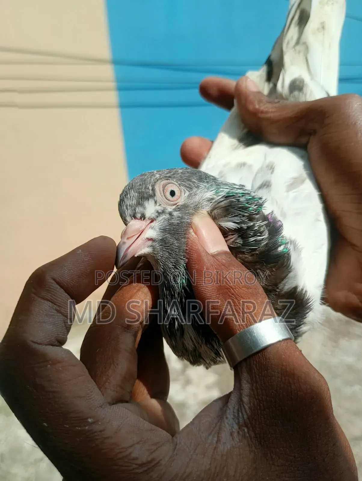 Some good quality Pakistani pigeons