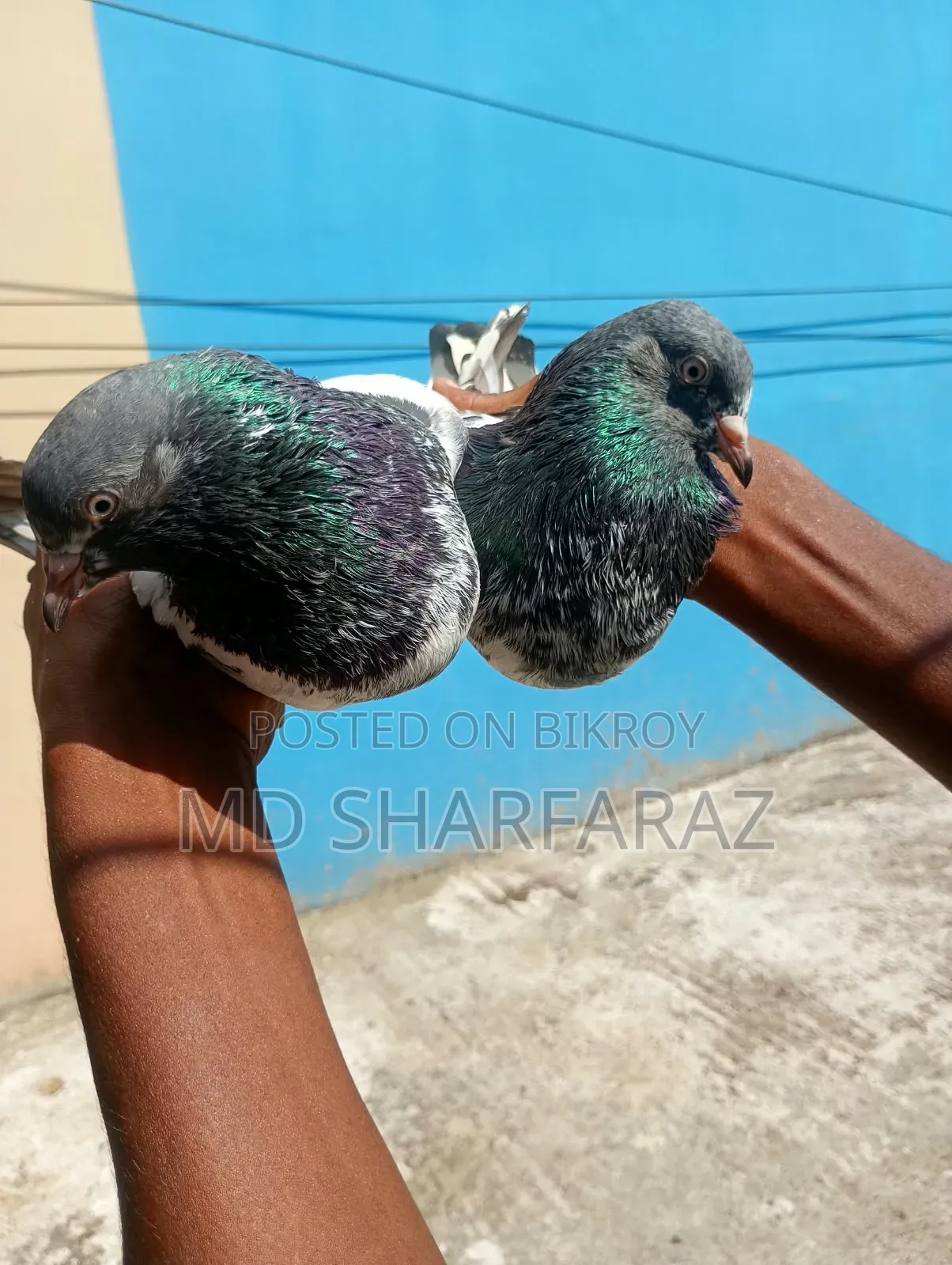 Some good quality Pakistani pigeons