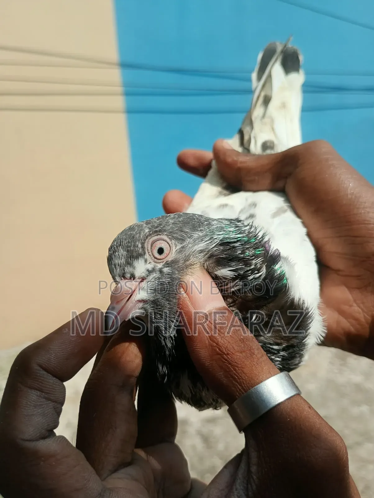 Some good quality Pakistani pigeons