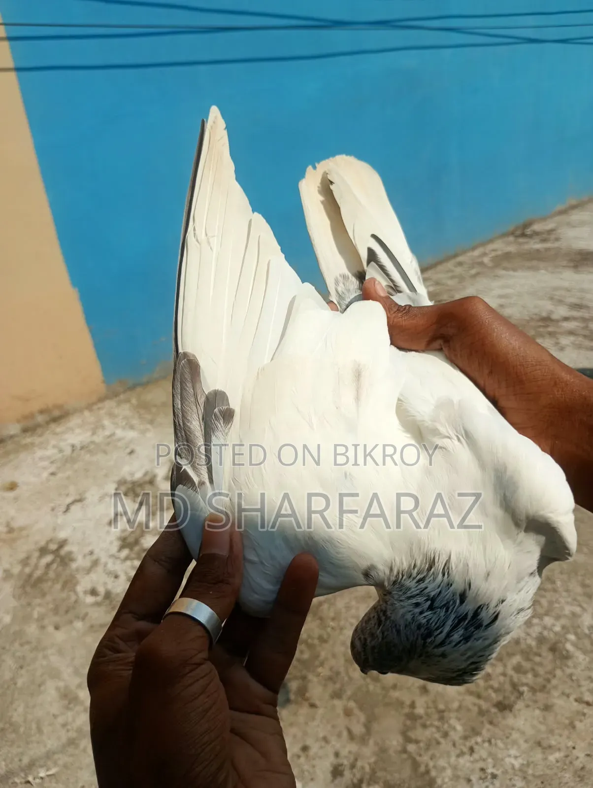 Some good quality Pakistani pigeons