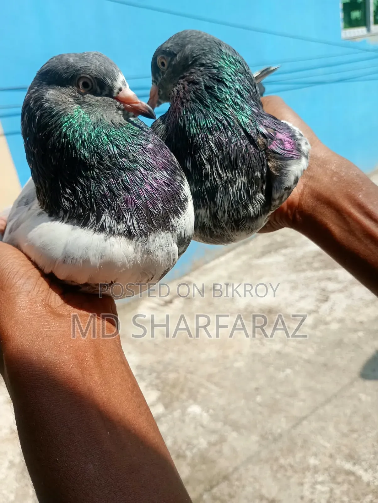 Some good quality Pakistani pigeons