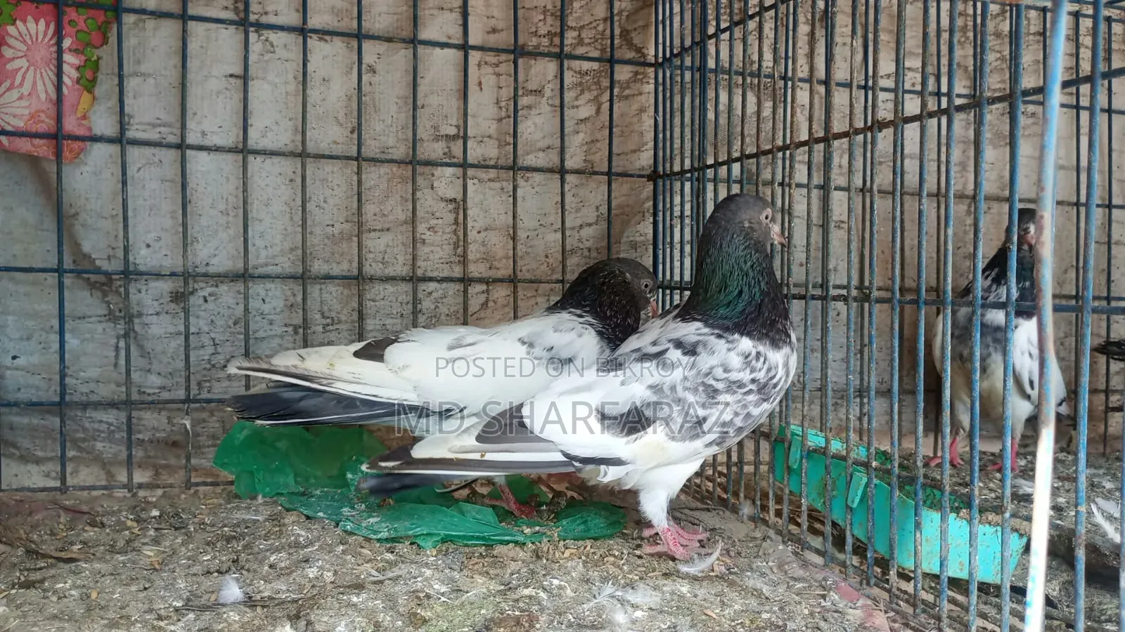 Some good quality Pakistani pigeons
