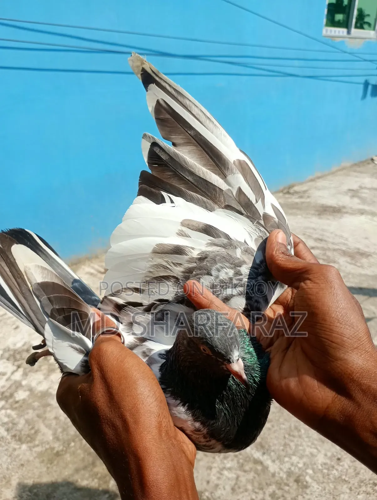 Some good quality Pakistani pigeons