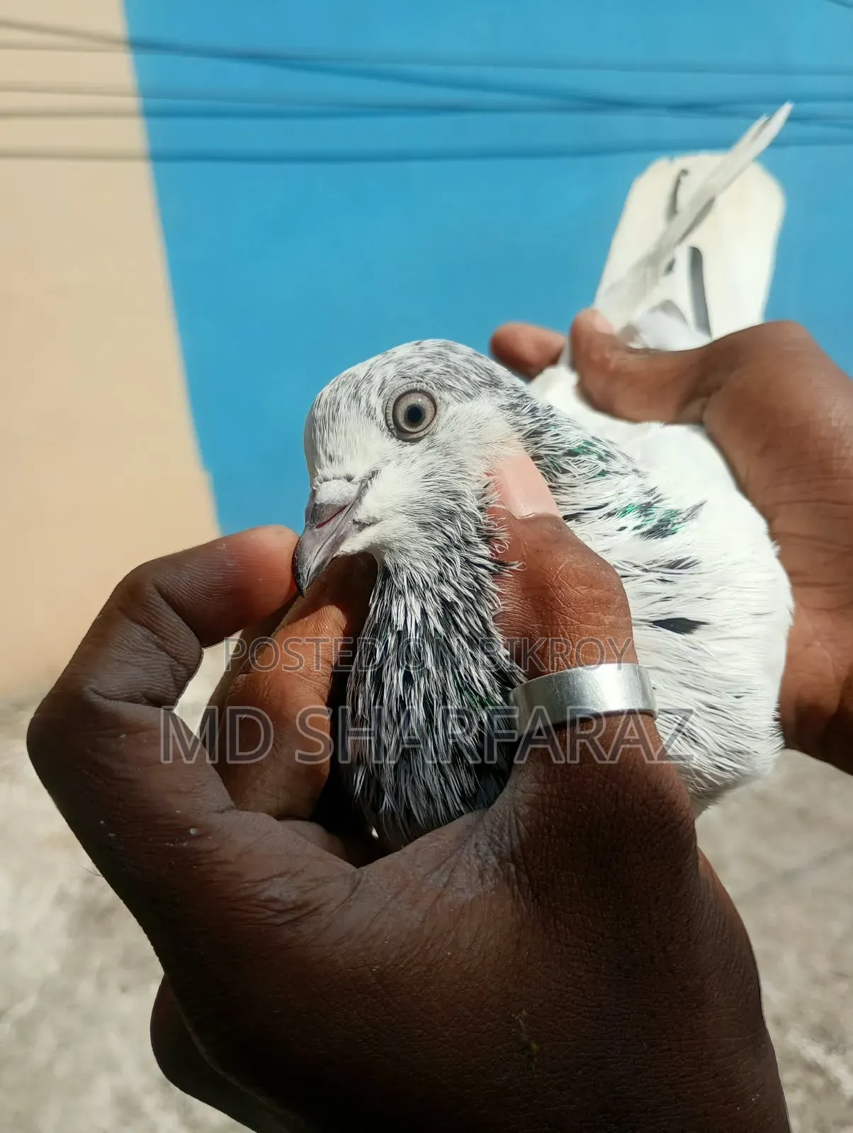 Some good quality Pakistani pigeons