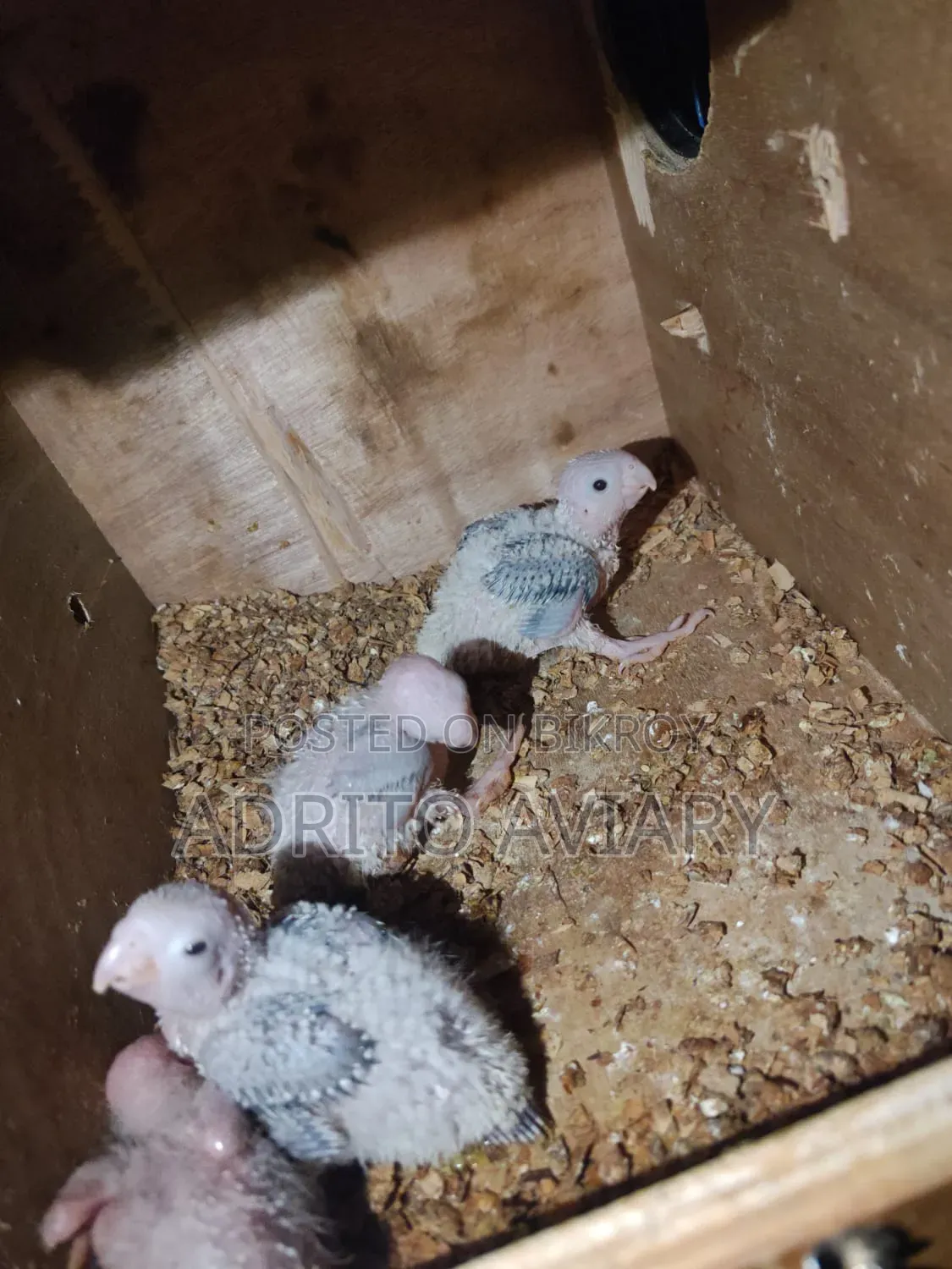 Pineapple Conure Baby for Sale - Adrito Aviary