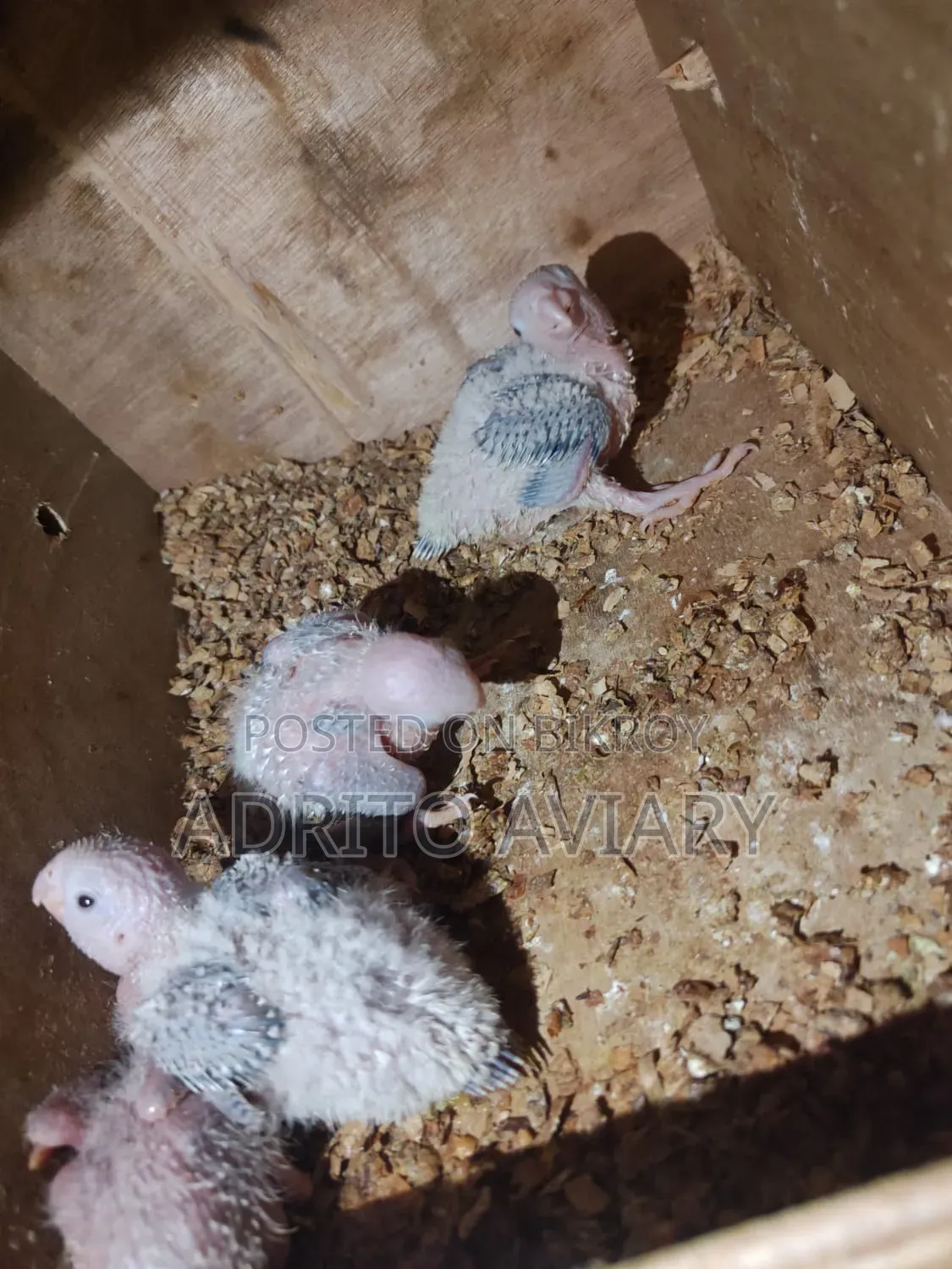 Pineapple Conure Baby for Sale - Adrito Aviary