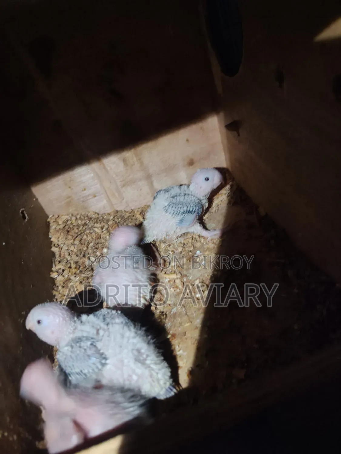 Pineapple Conure Baby for Sale - Adrito Aviary