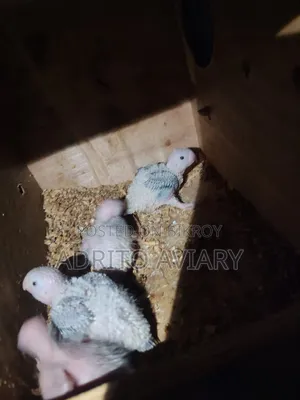 Pineapple Conure Baby for Sale - Adrito Aviary